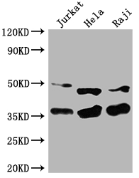 NFKBIA Antibody
