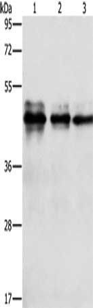 NFKBIB Antibody