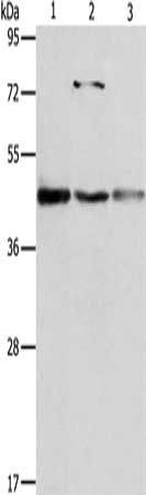 NFKBIB Antibody