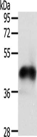 NFKBIE Antibody