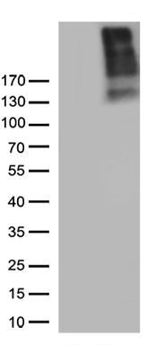NG2 Antibody