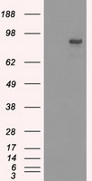 NG2 Antibody