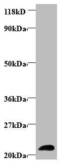 LCN2 Antibody