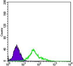 NGFR Antibody