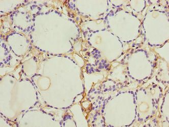 NINJ2 Antibody