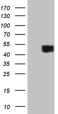 NIPP1 Antibody