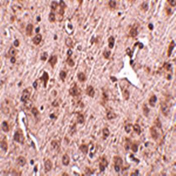 NIPSNAP3A Antibody