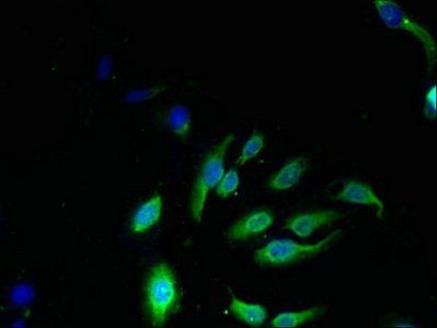 NKG7 Antibody