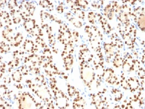 NKX2-1 Antibody