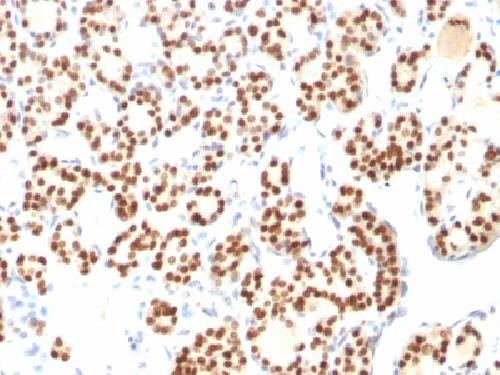 NKX2-1 Antibody