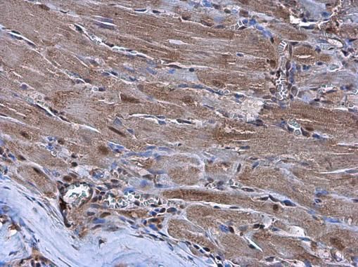 Nkx2.5 Rabbit Polyclonal Antibody