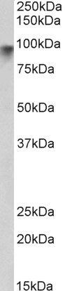 Neuroligin 2 Antibody