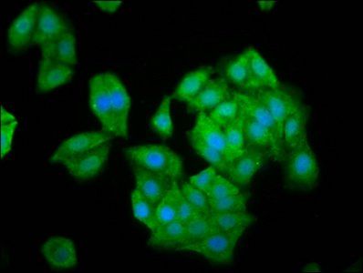 NLN Antibody