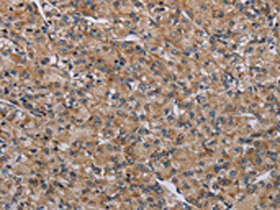 NLRP4 Antibody