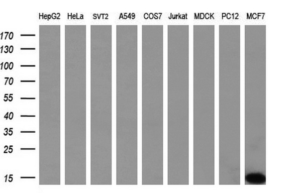 NME1 Antibody
