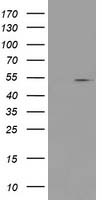 NNMT Antibody