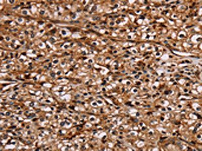 NOC2L Antibody