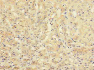 NOL4L Antibody