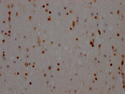 NONO Antibody