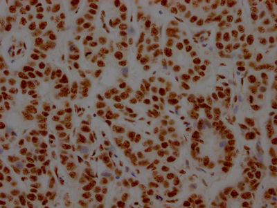 NONO Antibody