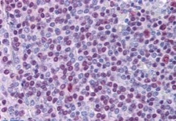 NONO/p54NRB Antibody