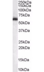 NONO/p54NRB Antibody