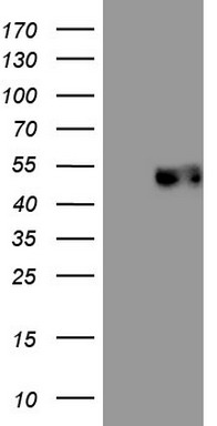NR4A3 Antibody