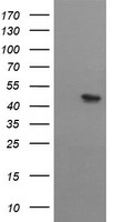 RASSF5 Antibody