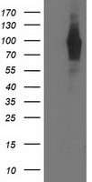 RASSF5 Antibody