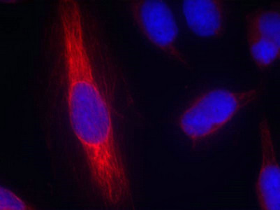 NOS1 Antibody
