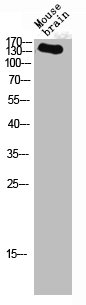 NOS3 Antibody
