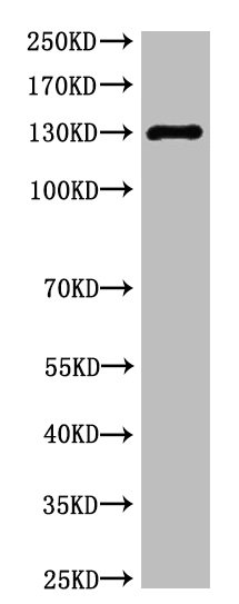 NOS3 Antibody