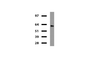 NOSTRIN Antibody