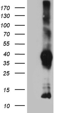 NOSTRIN Antibody