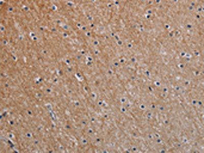NOX1 Antibody