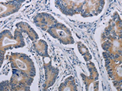 NOX1 Antibody