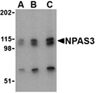 NPAS3 Antibody