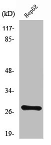 NPDC1 Antibody