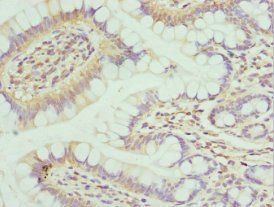 NPFF Antibody