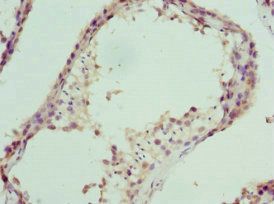 NPFF Antibody