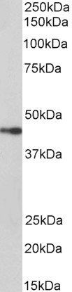 NPHS2/SRN1 Antibody