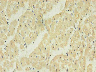 NPPB Antibody