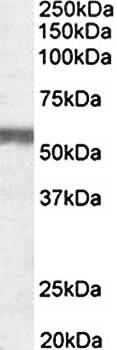 NPR3 (aa520-533) Antibody