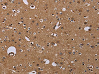 NPRL2 Antibody