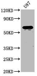NPRL3 Antibody