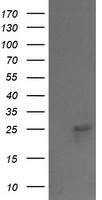 NPTN Antibody
