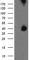 NPTN Antibody
