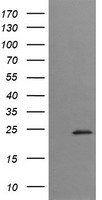 NPTN Antibody