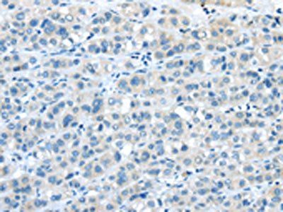 NPY4R Antibody