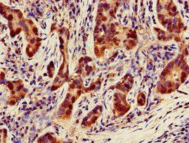 NQO1 Antibody